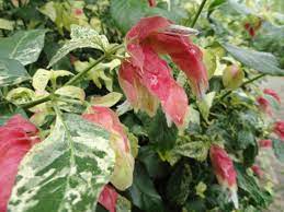 Justicia Brandegeana Variegata Variegated Shrimp Plant House Plants Plants Variegated