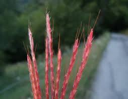 Image result for Anthephora pubescens