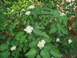 Image result for Blepharis drummondii