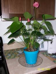 Repotting Anthurium Plants – When And How