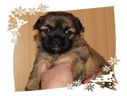 Maybe you would like to learn more about one of these? Chihuahua Mix Welpen In Verschiedenen Farben Mischlinge