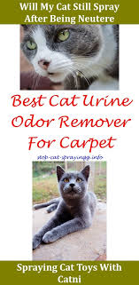When A Female Cat Sprays Cat Spray Cat Pee Male Cat Spraying