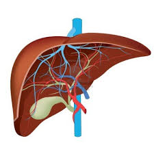 I'll just isolate it and i'll what i'm going to do is show you a diagram to make this a bit clearer than my silly scriblings. Red Liver Diagram Diagram Base Website Liver Diagram 3d Diagram Of Human Liver