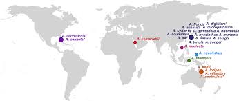 Image result for Selago coerulea