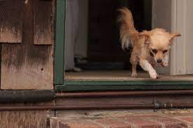 We did not find results for: How To Train Your Dog To Not Run Out The Door Wag