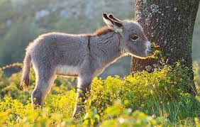 we just can t handle the cuteness of the donegal donkey sanctuary irishcentral com in 2020 baby esel susse tiere babytiere