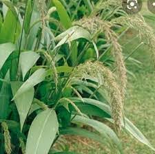Image result for Setaria poiretiana