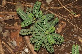 Image result for Phyllanthus udoricola