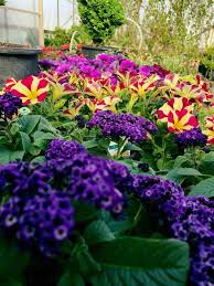Post your full page classified ad with up to 3 photos, a link to your website, full editing capabilities and more! Hillview Garden Floral Bowling Green Ky