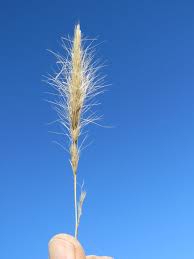 Image result for Aristida congesta