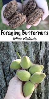Garden goods direct provides a host of edible plants so you can shop for fruit and nut trees online. Foraging Butter Nuts Juglans Cinerea Butternut Tree Identification And Processing