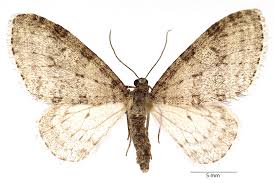 Image result for Trichopteryx