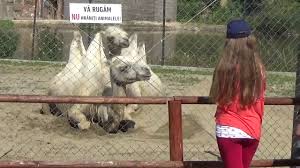 O vizita la gradina zoologica bucuresti este intotdeauna o alegere minunata si totodata foarte educativa pentru cei ce doresc sa isi petreaca timpul liber in mijlocul naturii, departe de haosul. GrÄƒdina ZoologicÄƒ BraÈ™ov Youtube