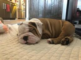 Pin By Sara Fernandez De Yegros On Bulldog Puppies Black Lab Puppies Pig Dog Cute Animals