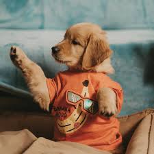 11 2 tys otmetok nravitsya 228 kommentariev yuliya maksimus kristofer julia and goldens v inst golden retriever funny golden retriever golden puppies