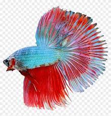This is my new dragon scale betta fish that i got from petsmart. Dragon Scale Male Betta Dragon Scale Betta Fish Female Free Transparent Png Clipart Images Download
