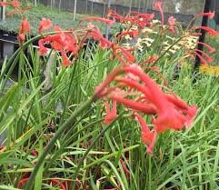 Image result for Cyrtanthus galpinii