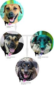 What is in the DNA of your mongrel dog???