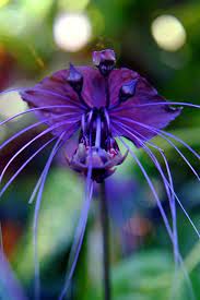 The tacca integrifolia, commonly known as bat flower, cat's whiskers or devil flower, is a tender, tropical table of contents how to plant a black bat flower things you'll need 00:51 music by. 11 Bat Flower Ideas Bat Flower Planting Flowers Plants