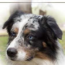 We have a variety of breeds to choose from including: Southern Sunshine Australian Shepherds And Aussiedoodles Home Facebook