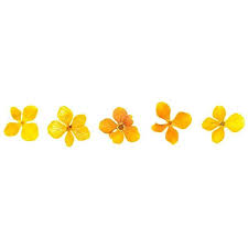 Aesthetic Black And Yellow Flowers Yellow Flower Instagram Divider Of New Feed Theme Photoshopped Yellow Adelainemorin Flowers A Theme Dividers Instagram Instagram Divider Instagram Spacers