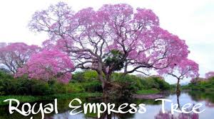 Come shop the best and biggest selections for fast growing trees today! Royal Empress Tree Paulownia Tomentosa Fastest Growing Tree In The World Paulownia Youtube