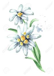 Edelweiss Flower Leontopodium Alpinum Edelweiss Flower Flower Painting Edelweiss Tattoo
