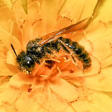 There are a few insects that look like bees. Meet A Bee With A Very Big Brain The New York Times