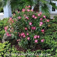 Prices, promotions, styles, and availability may vary. Desert Rose