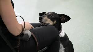 Puppy, help owners give their puppies the skills they need. Training Akc Canine Retreat