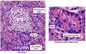 The main point of the slide is to show you how much richer the vascular supply is to the endocrine tissue, the islets of langerhans, than to the surrounding exocrine pancreas. Human Structure Virtual Microscopy