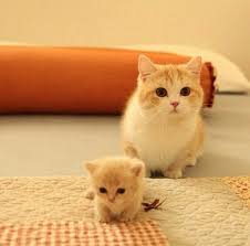 Cats Thanks Pinterest Pinners For Stopping By Viewing Re Pinning Following My Boards Have A Bea Kittens Cutest Cute Cats And Kittens Cute Animals