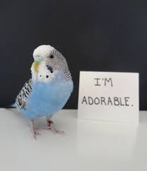Budgie Shaming As If A Budgie Would Never Do Anything Shameful Budgies Bird Cute Birds Funny Parrots
