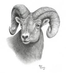 Ram Drawing Bighorn Sheep By Mary Rogers Sheep Drawing Animal Drawings Sheep Tattoo