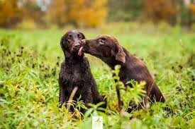 Check spelling or type a new query. Flat Coated Retriever Kennel Black Avatar Home Facebook