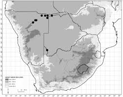 Image result for Chamaecrista falcinella
