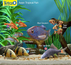 Biotope 2 Asian Tropical Fish Are You Looking Into A Different Facet Of Fish Keeping Consider A Biotope Tank Wh Tropical Fish Biotope Aquarium Tetra Fish