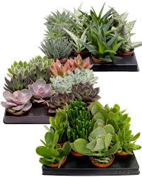 Image result for Mehikasvi