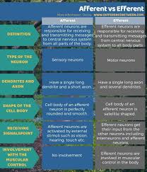 Difference Between Afferent And Efferent In Tabular Form Postmodernism In Literature Modernism In Literature Modernist Literature