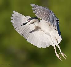 Http Www Digitalbirdphotography Com Bif Night Heron In Flight 2 Jpg Birds In Flight Bird Photography Birds