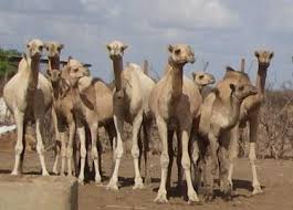 A horseman should know neither fear, nor anger. Camels New With Animal Welfare Information Infonet Biovision Home
