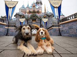 Lady and the Tramp' dogs visit Pluto at Disneyland before Disney+ debut of  live-action remake – Orange County Register