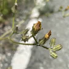 Image result for Crepis