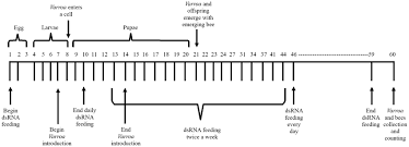 Schematic Representation Of The Honey Bee Feeding Regimen