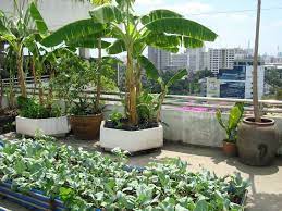 4 Sensational Types Of Urban Gardening Ideas Gardening Ideas Rooftopgardendesign Sensa Terraced Vegetable Garden Vegetable Garden Design Rooftop Garden