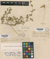 Image result for Limeum viscosum