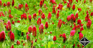 The standard seeding rate is two pounds per acre. How To Grow Crimson Clover Flowers Gardening Channel