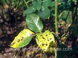 Check spelling or type a new query. Identify The Disease On Your Plants