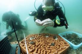 Maybe you would like to learn more about one of these? 3d Printed Clay Tiles Designed To Restore Coral Reefs