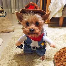 4.3 out of 5 stars 617. Christmas Halloween Costume Pet Clothes Funny Dog Cat Cool Cowboy Costume Wish